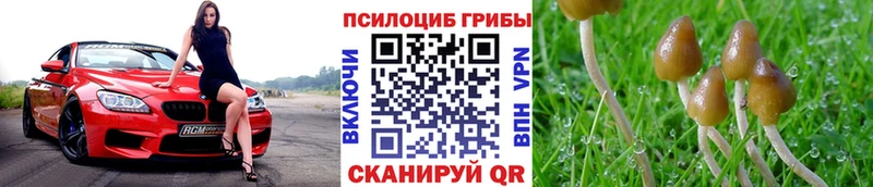 Псилоцибиновые грибы Cubensis  как найти закладки  Болотное 